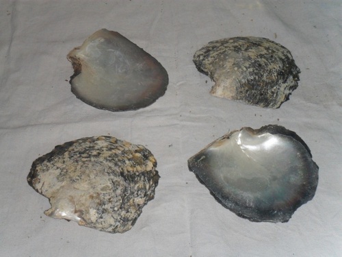 Black Mother Of Pearl Shells