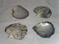 Black Mother Of Pearl Shells