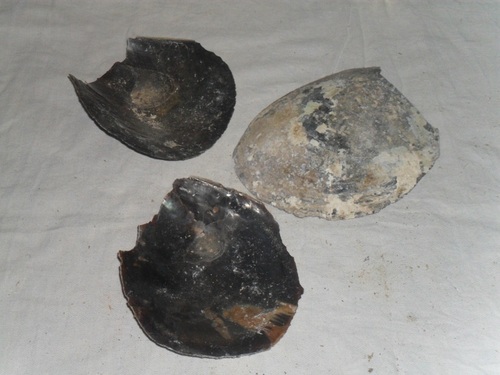 Black River Shell