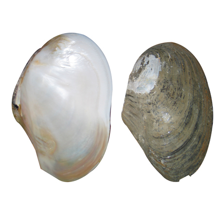 Raw River Shell