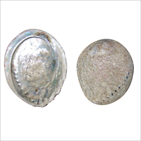 Pink Abalone Shell