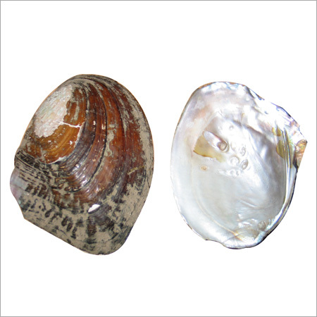 Raw Seashell