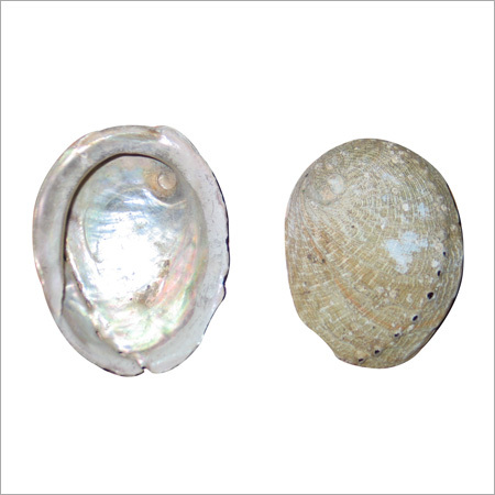 Abalone Shells