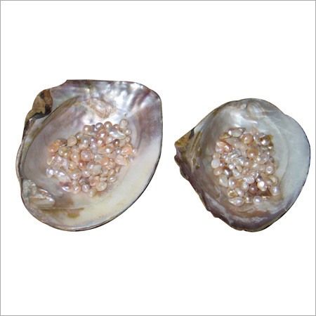 Mother Of Pearl Sea Shells