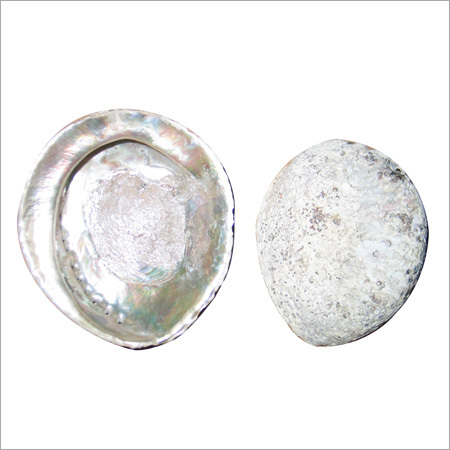Rainbow Abalone Shell