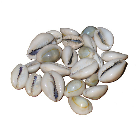White Cowrie Shells