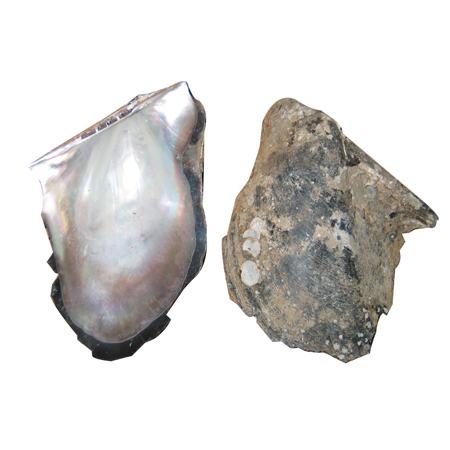 Brown Mother Of Pearl Shells