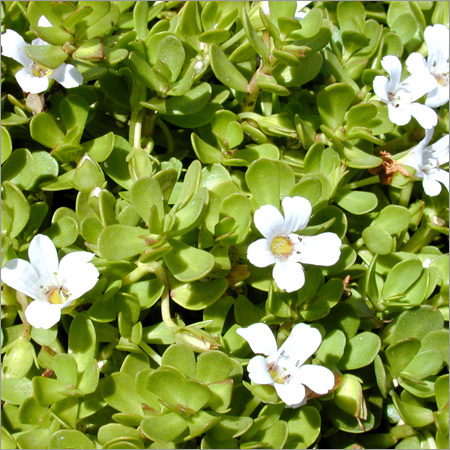 Bacopa Monnieri Extract