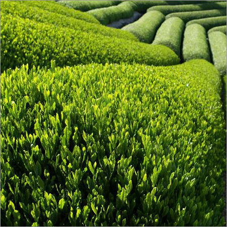 Herbal Extracts