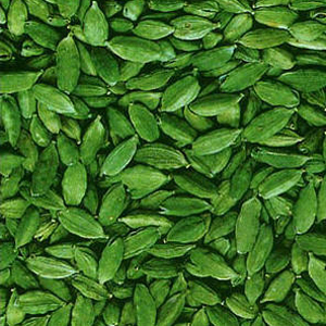 Green Cardamom