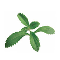 Stevia Rebaudiana Leaves