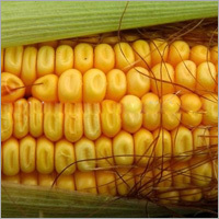 Freeze Dried Sweet Corn