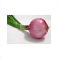 Fresh Onion Red Onion