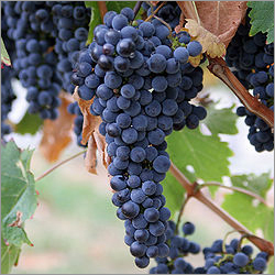 Grapes Seed Extract