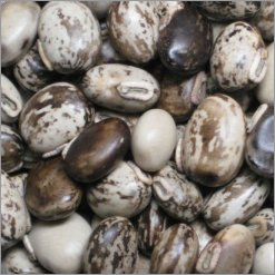 Mucuna Prurienes Extract