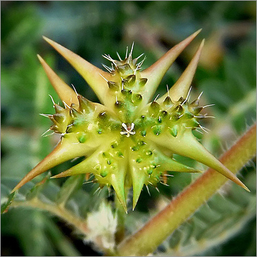 Tribulus Terrestris Extract