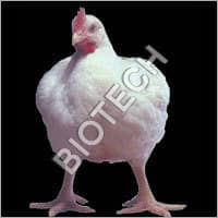 Poultry Feed Supplements