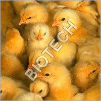 Poultry Feed Formulation
