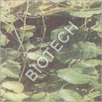 Leptadenia Reticulata Supplements