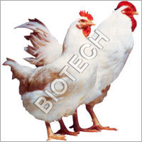 Natural Poultry Feed Supplements