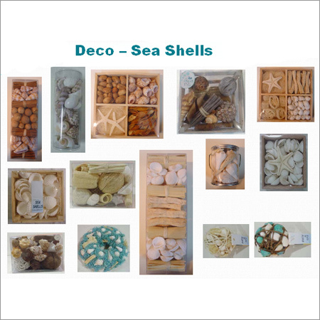 Sea Shells