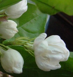 jasmine Flowers