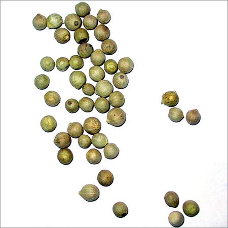 Green Pepper