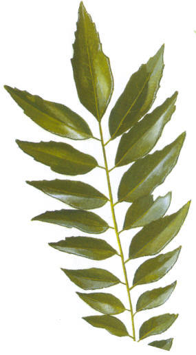 Dried Dehydrated Curry Leaves