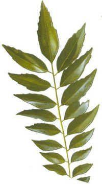 Dehydrated Curry Leaves