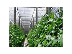 Agro Shade Net