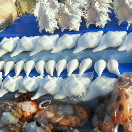 Sea Shells