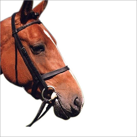 New Horse Bridle