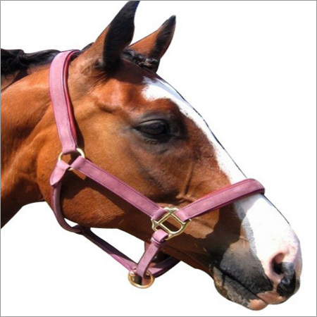 Suede Head Collar