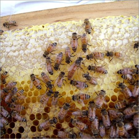 Raw Honey