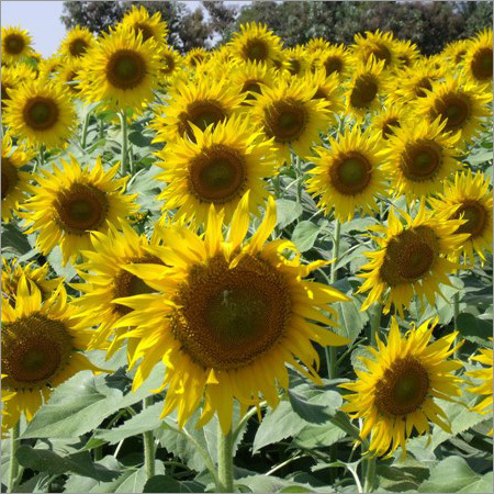 Sunflower Honey