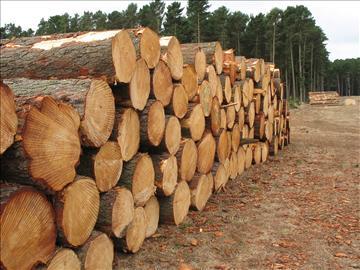 Chir Wood and Logs