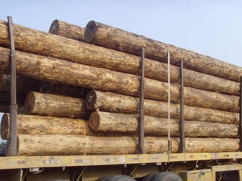 Fir Wood and Logs