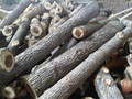 Poplar Logs By P. R. Industries