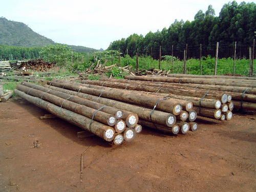 Eucalyptus Wood and Logs