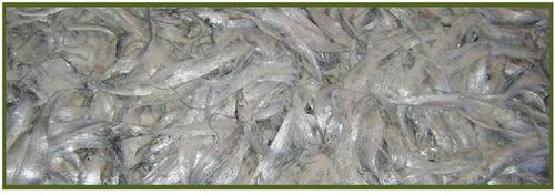 Sterilize Fish