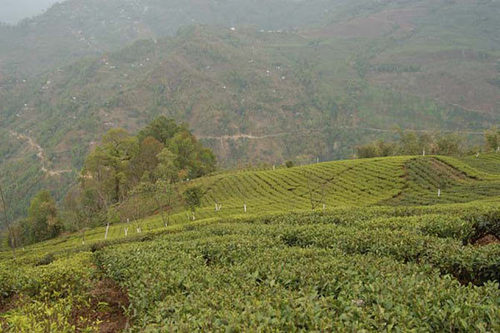 Nilgiri Black Tea