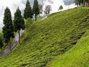 Darjeeling Tea