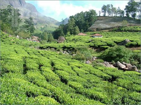 Green Tea