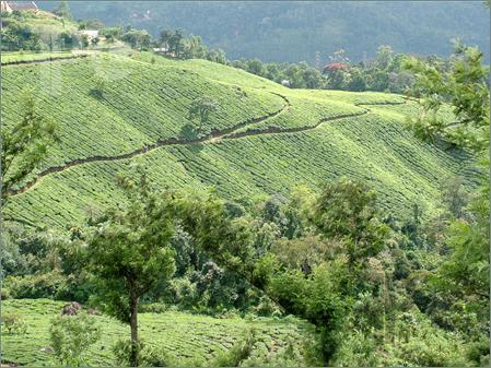 Nilgiris Tea