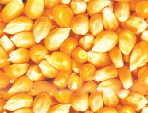 Indian Yellow Corn - Organic Food Grade Solid Grain, Fresh Texture, 100% Purity, 12-Month Shelf Life