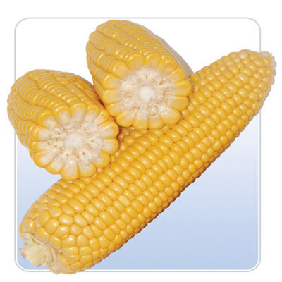 Yellow Maize