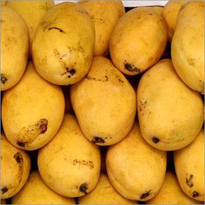 Indian Mango