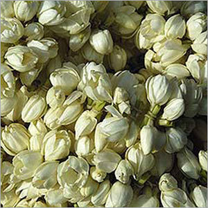 Jasmine flowers