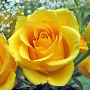 Yellow Rose