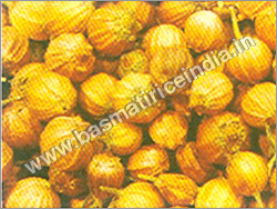 Coriander Seeds